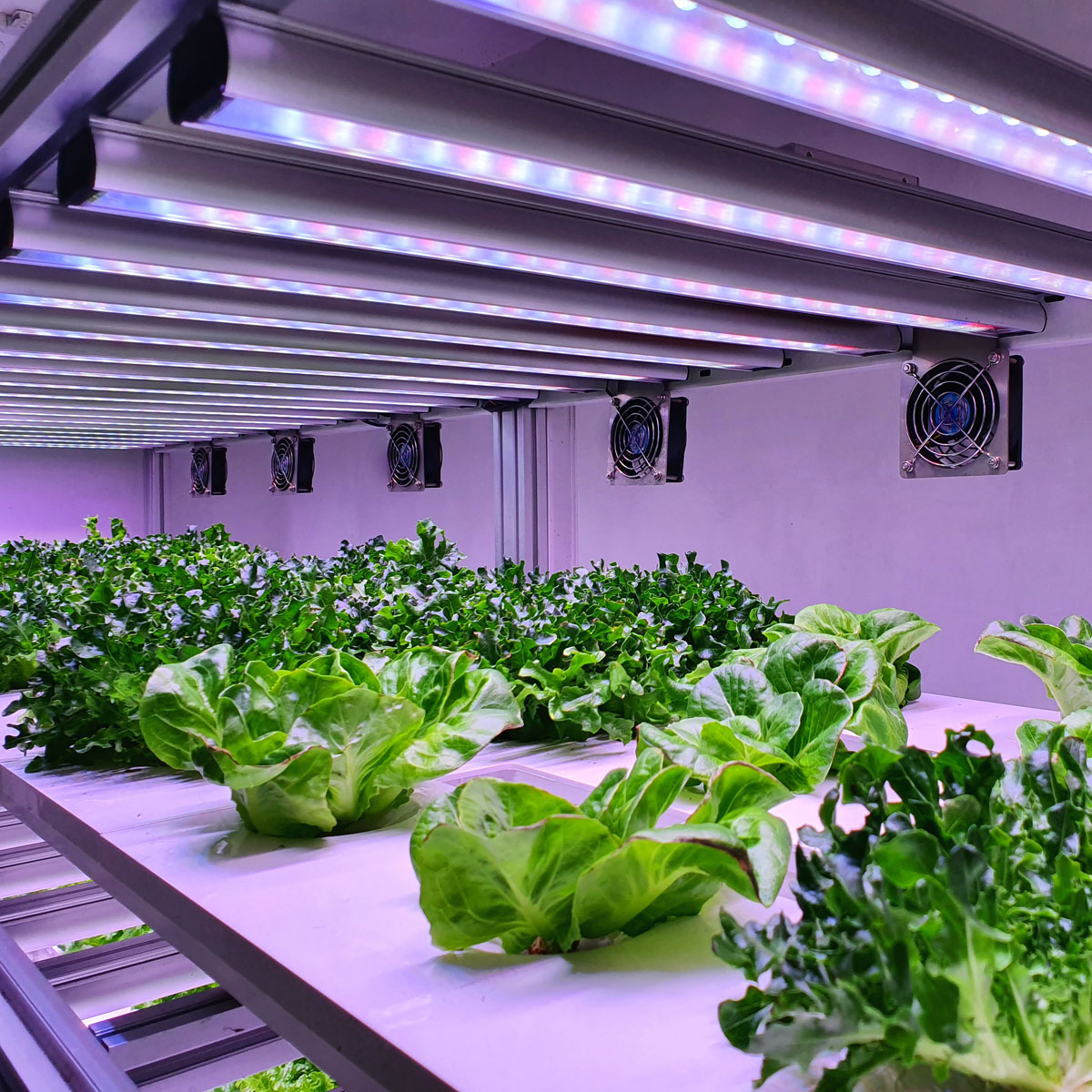 Horticultura